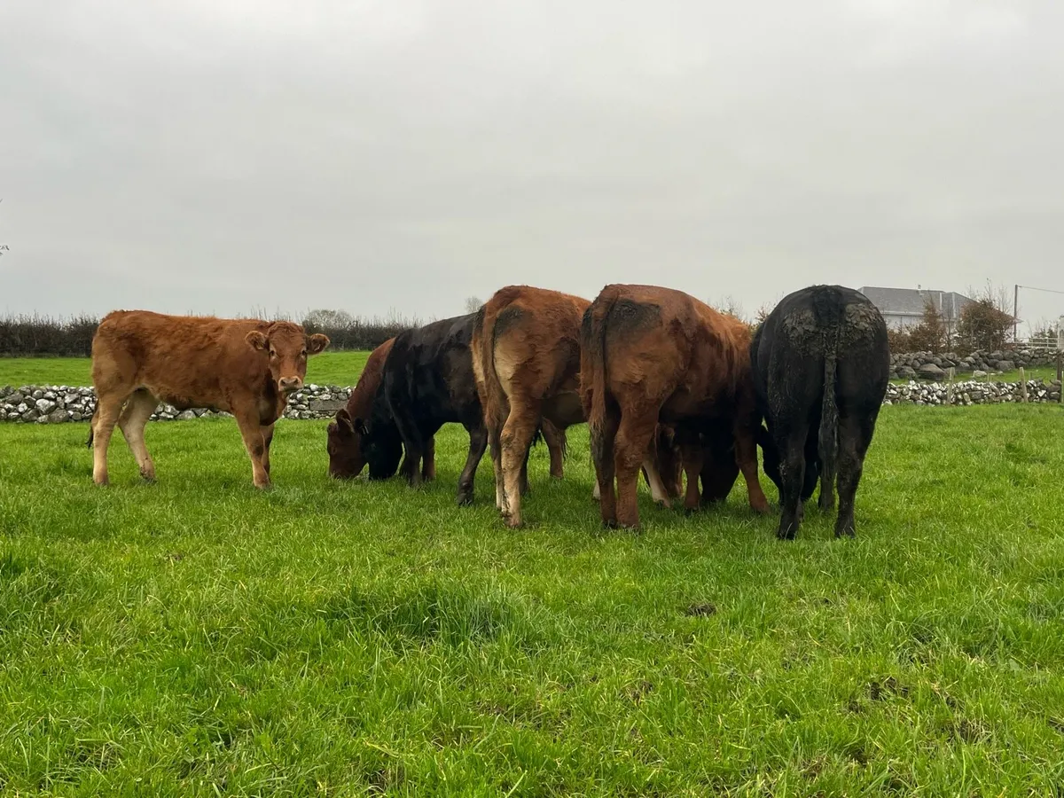 Breeding heifers - Image 3