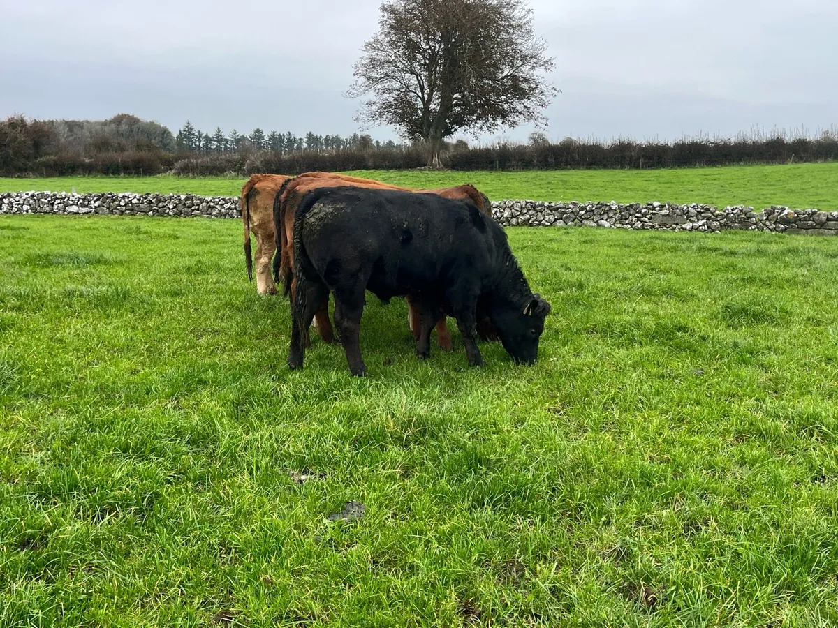 Breeding heifers - Image 4