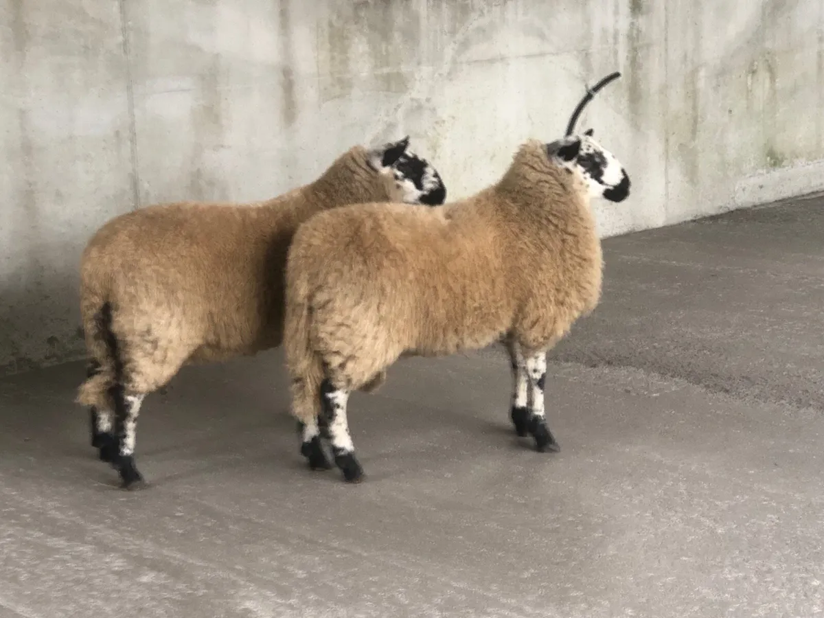 Tip Lambs - Image 2