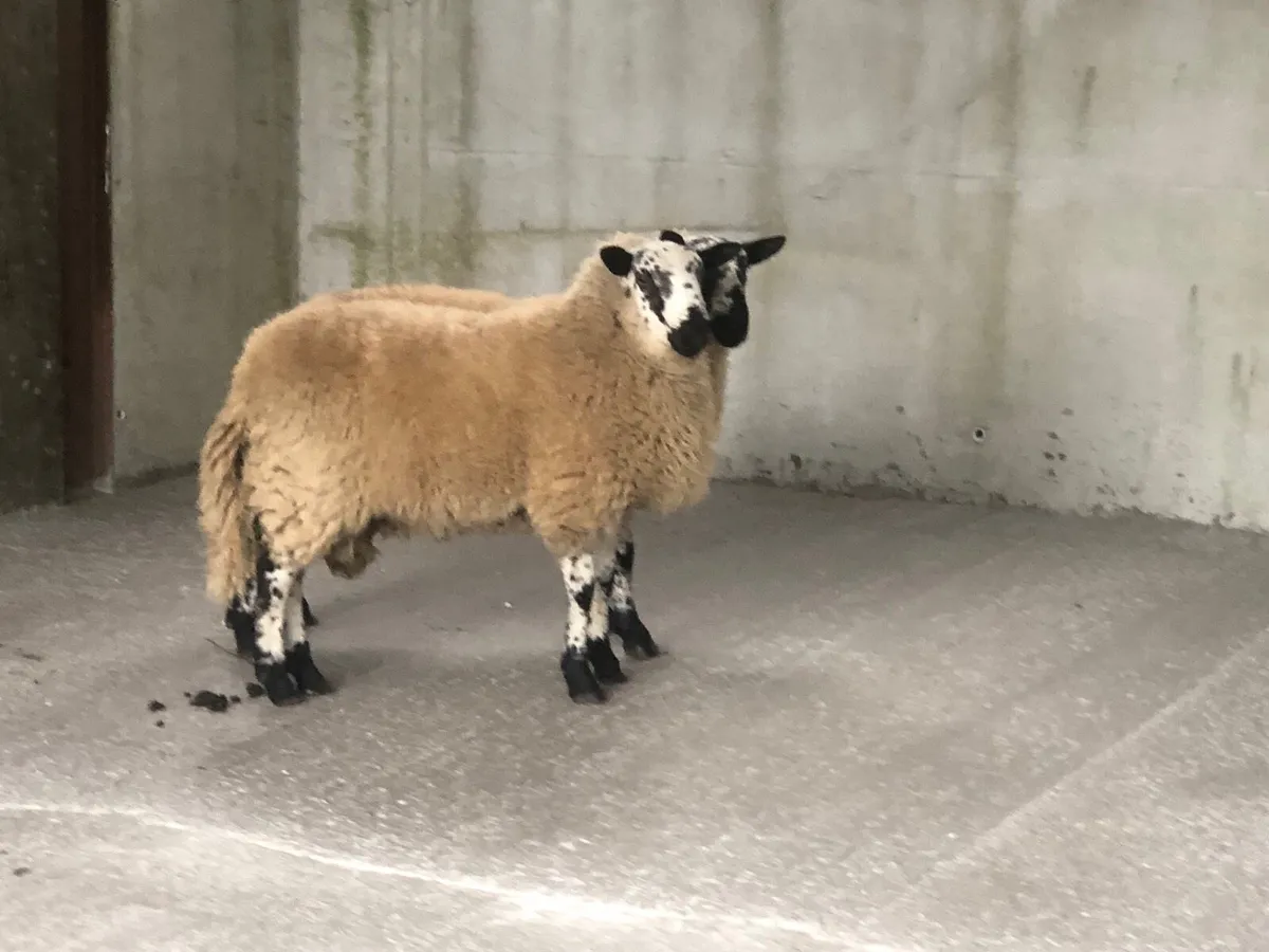 Tip Lambs - Image 3