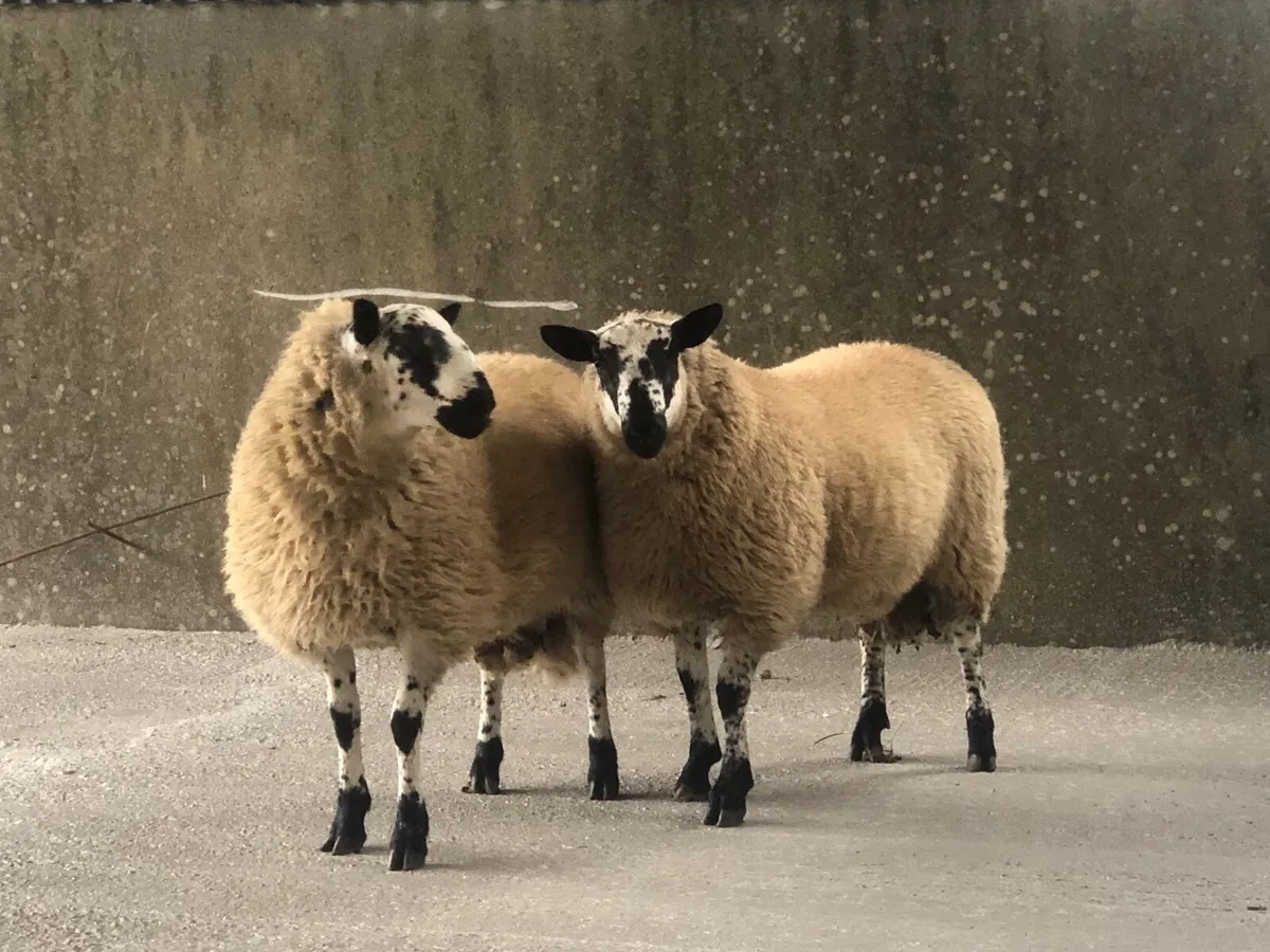 Tip Lambs - Image 4
