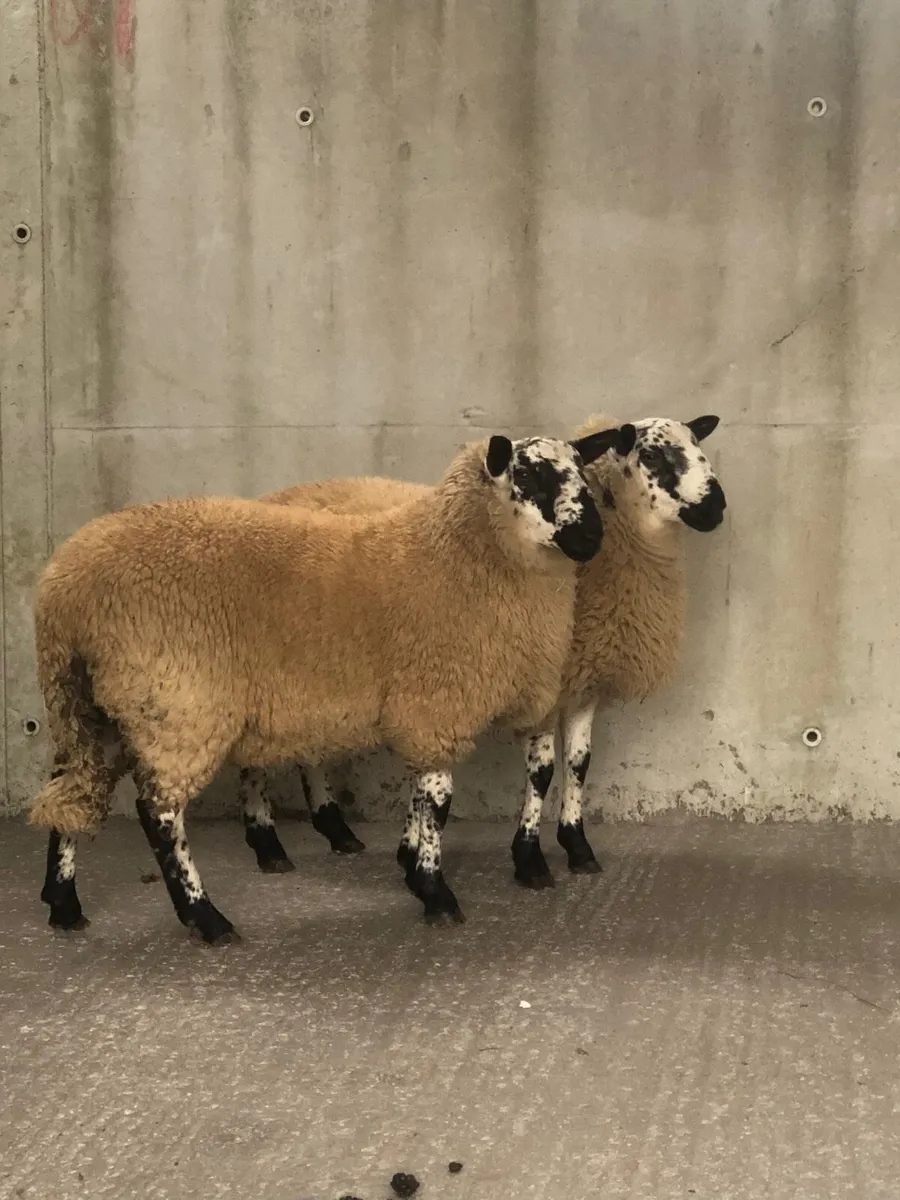 Tip Lambs - Image 1