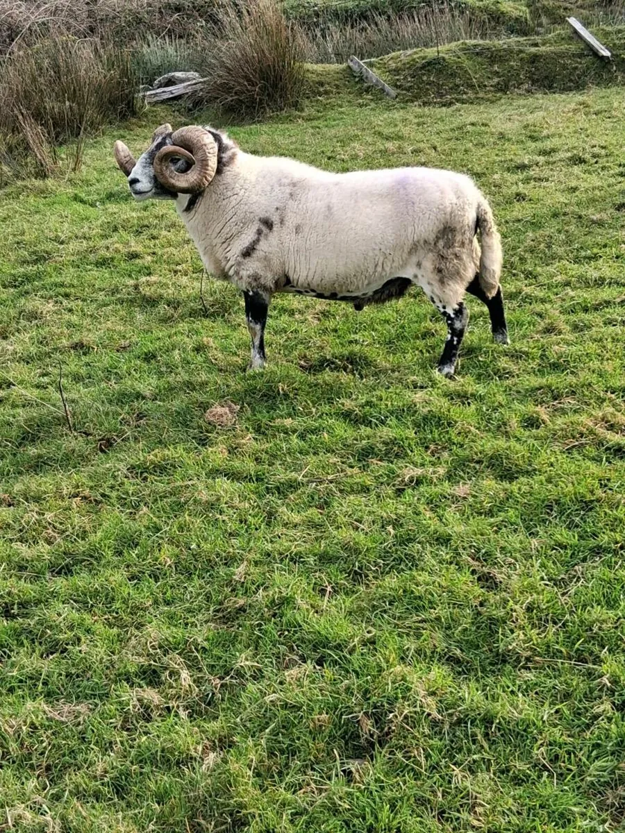 Lanark ram - Image 1