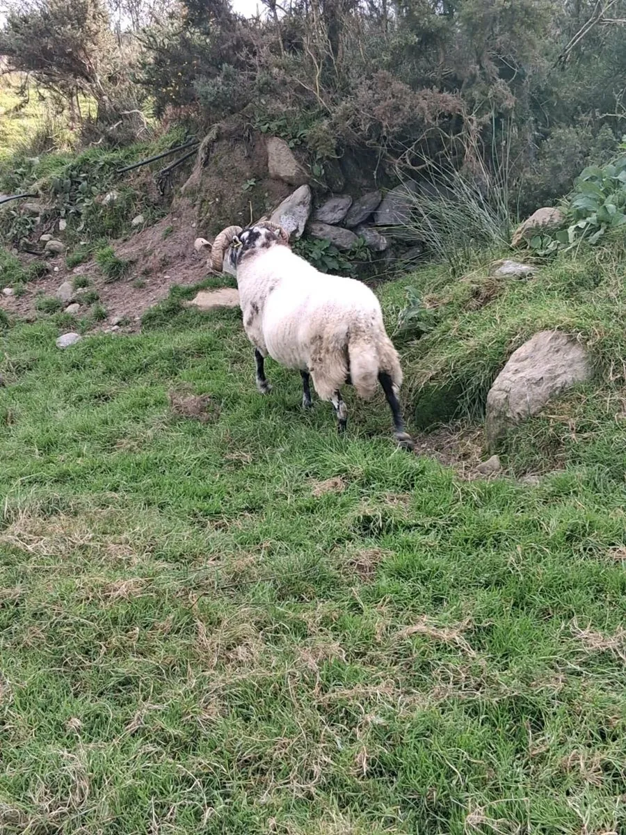 Lanark ram - Image 2