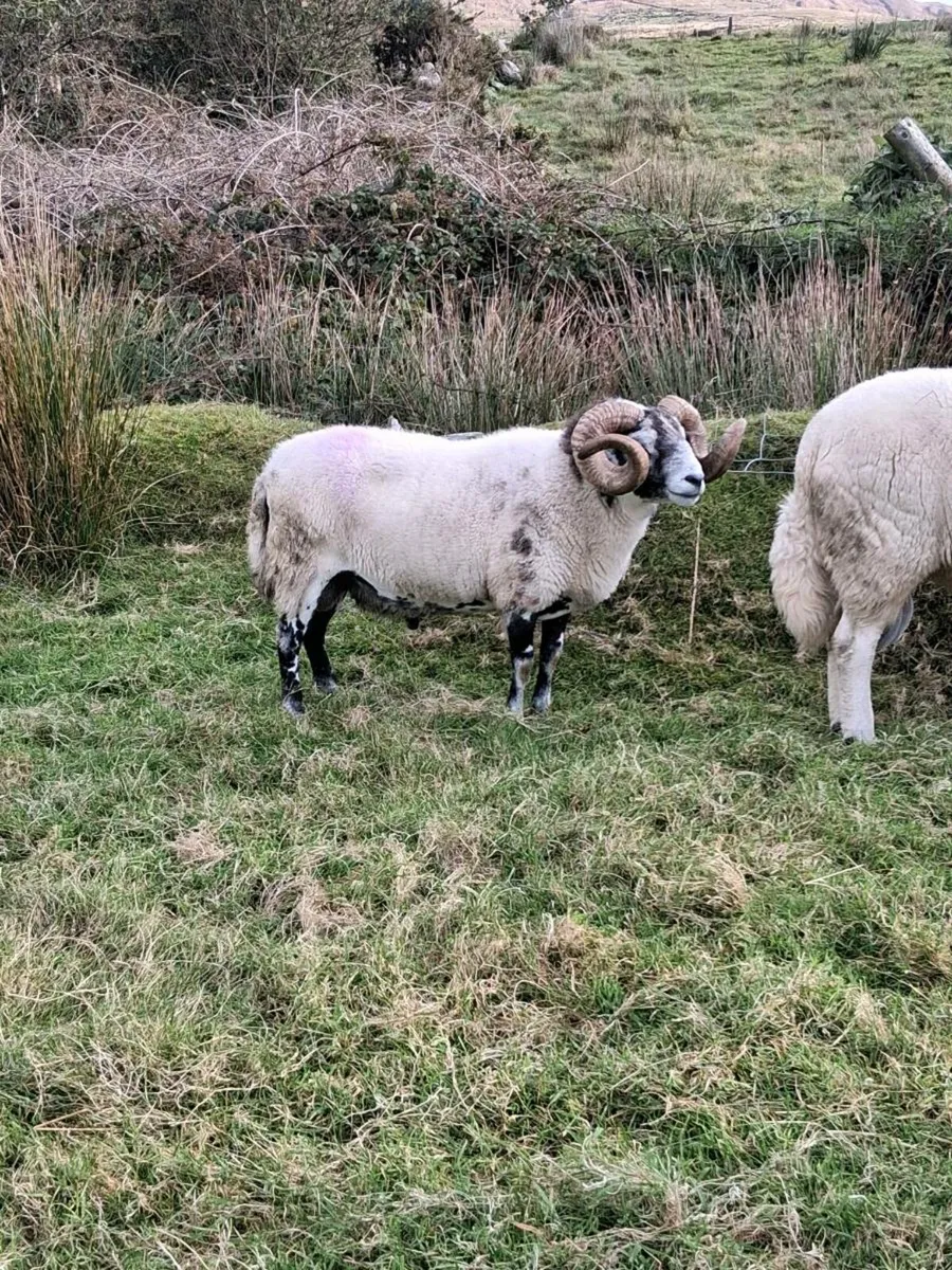Lanark ram - Image 3