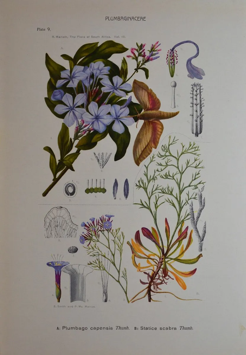 1932 Vintage Botanical Print Plumbaginaceae