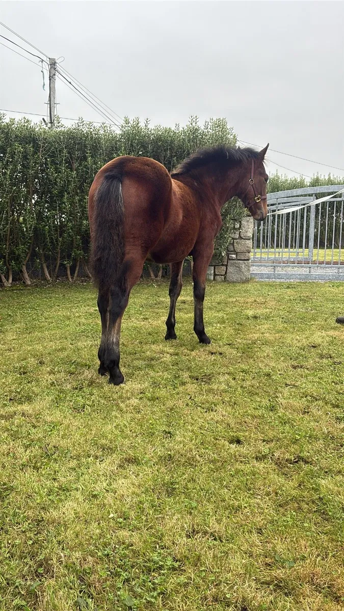 🌟 Show Quality Connemara Filly Foal 🌟 - Image 3
