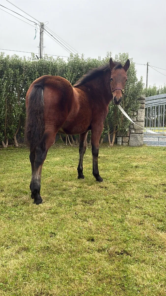 🌟 Show Quality Connemara Filly Foal 🌟 - Image 2