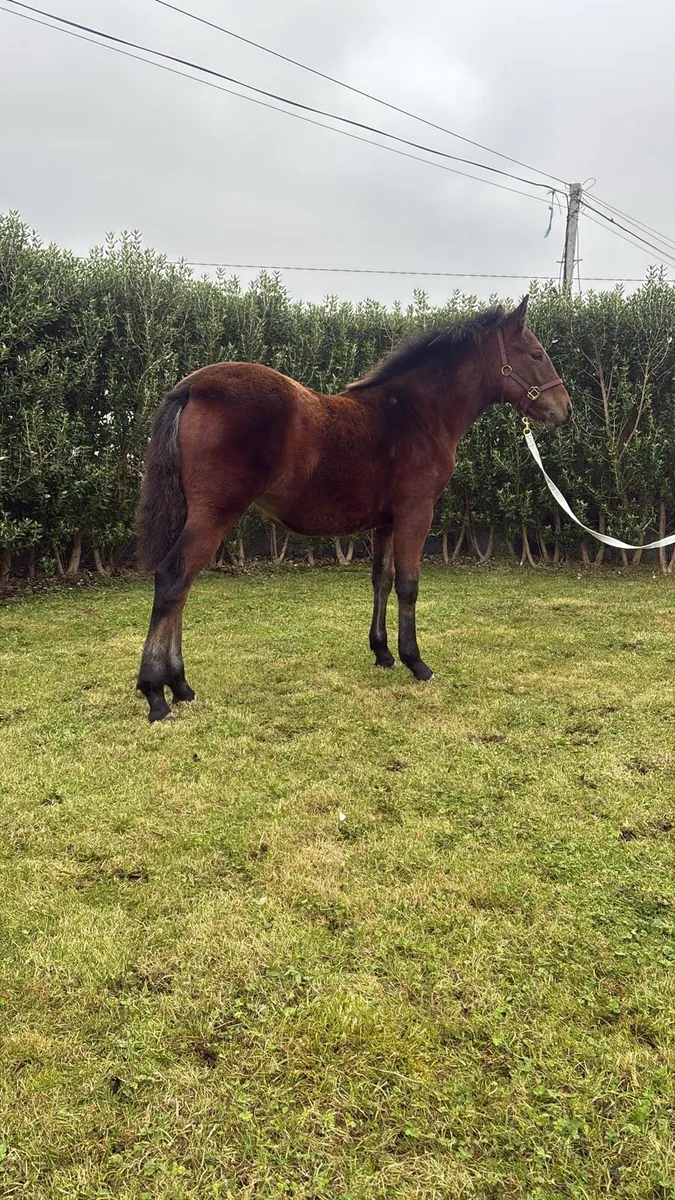 🌟 Show Quality Connemara Filly Foal 🌟 - Image 4