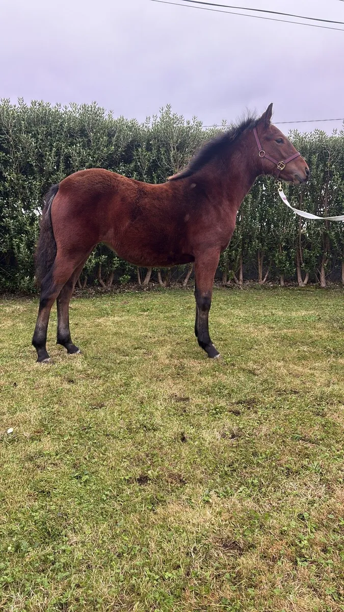 🌟 Show Quality Connemara Filly Foal 🌟 - Image 1