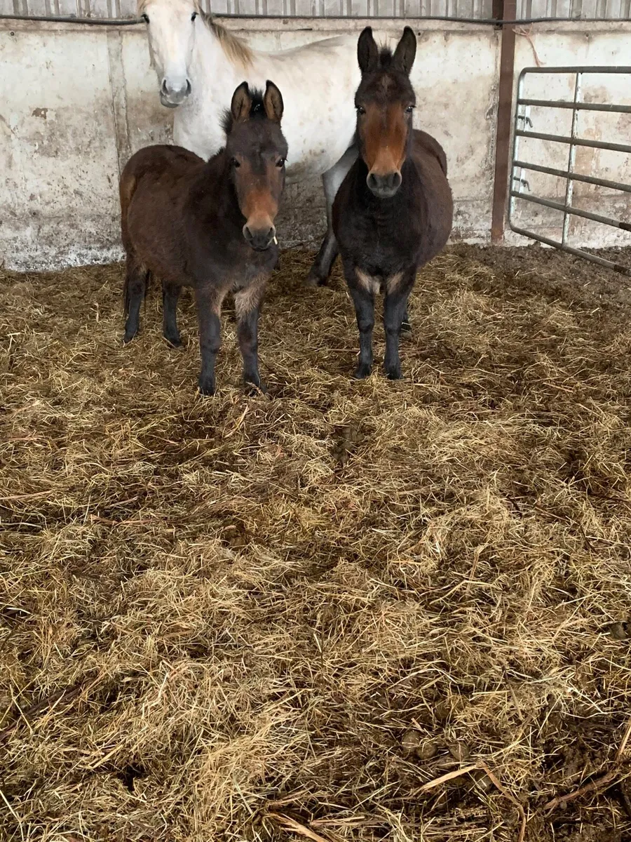 Two Jennets for sale €250 for 2 - Image 1