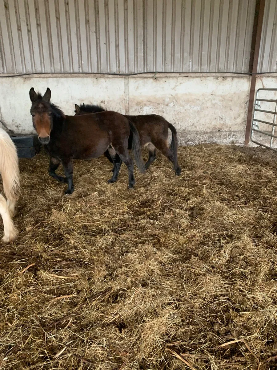 Two Jennets for sale €250 for 2 - Image 2