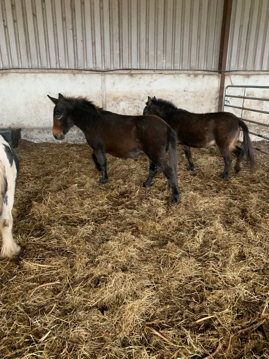 Two Jennets for sale €250 for 2 - Image 3