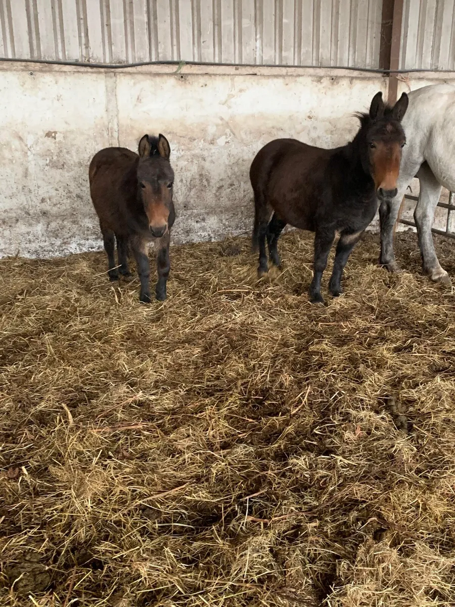Two Jennets for sale €250 for 2 - Image 4