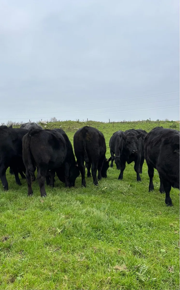 9 Angus Bullocks - Image 3