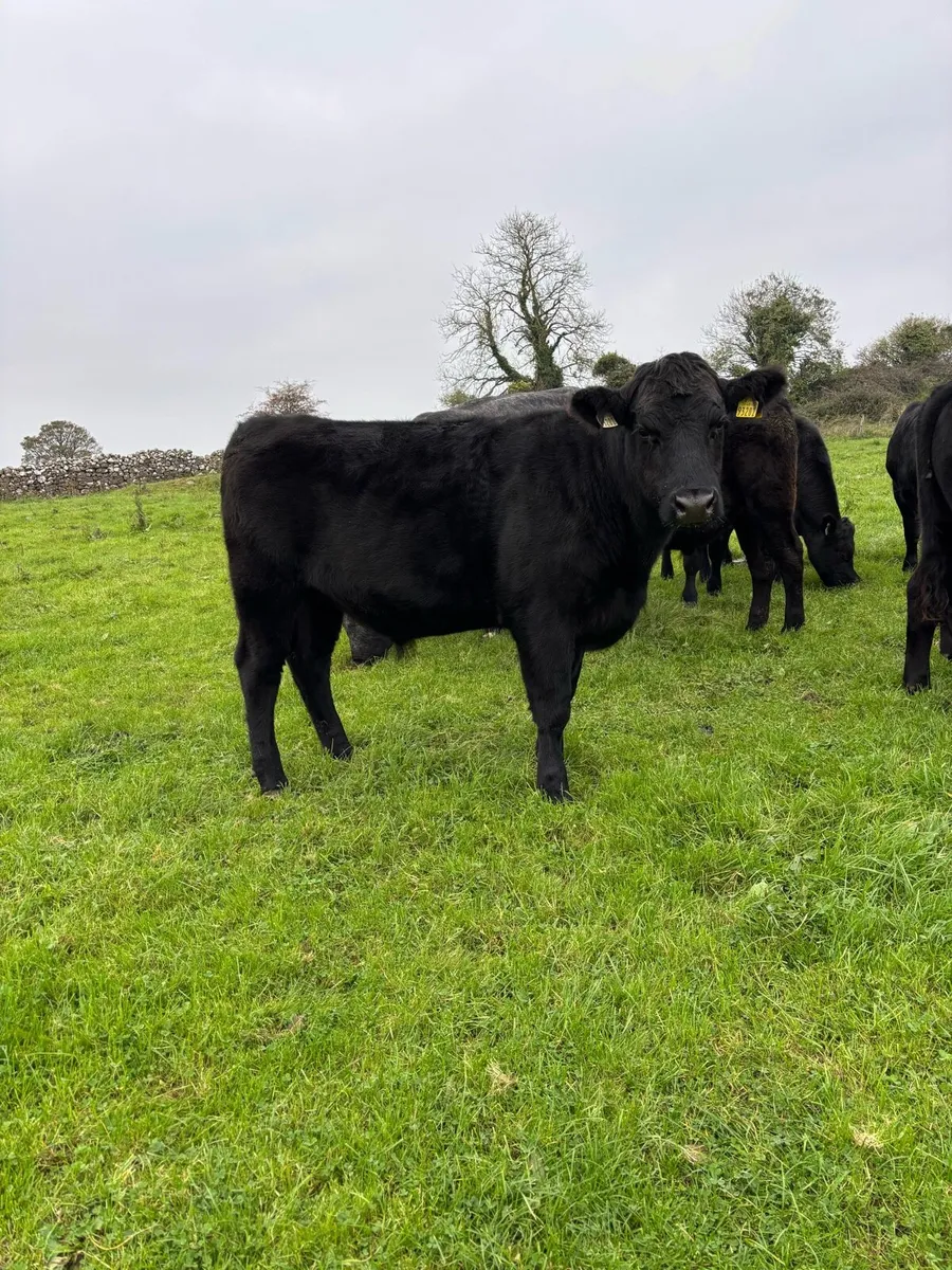 9 Angus Bullocks - Image 4