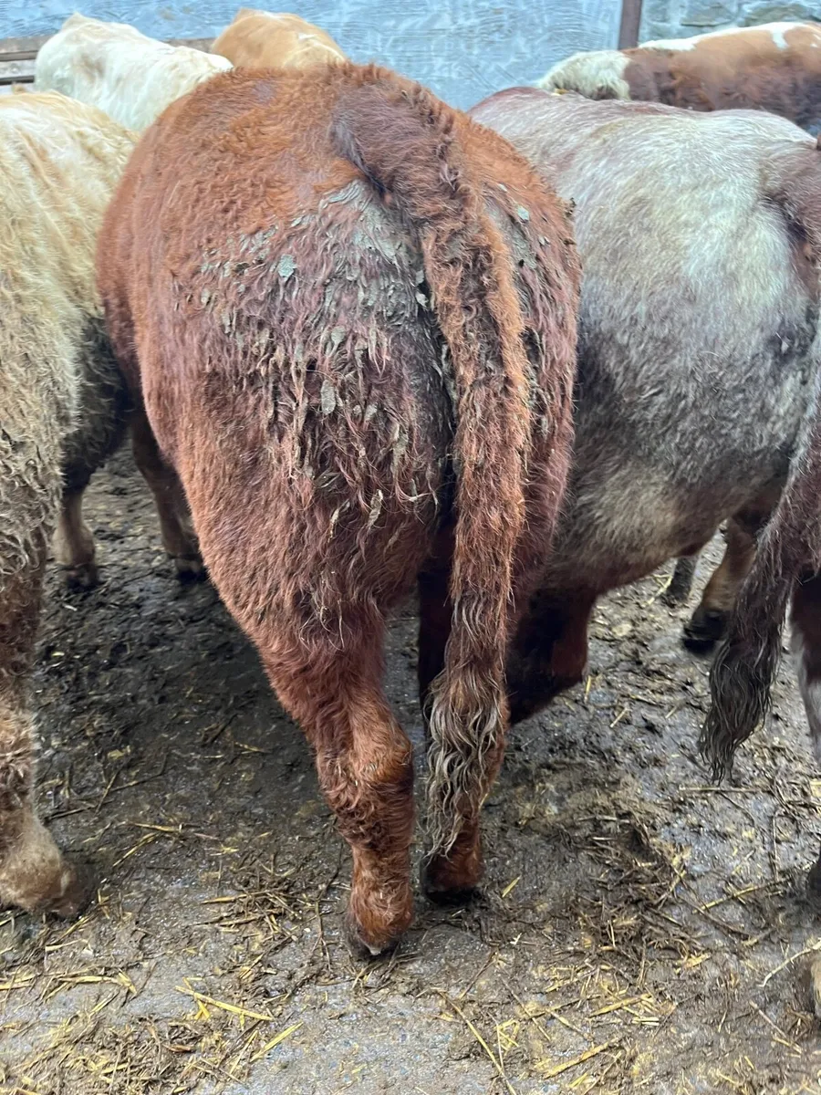 Bull weanlings - Image 1