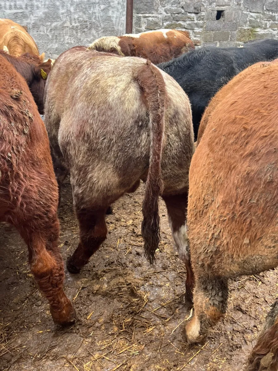 Bull weanlings - Image 2