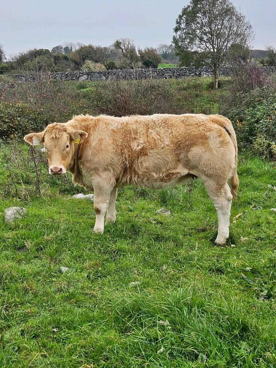 5⭐️weanling heifers for Balla mart 14th October - Image 1
