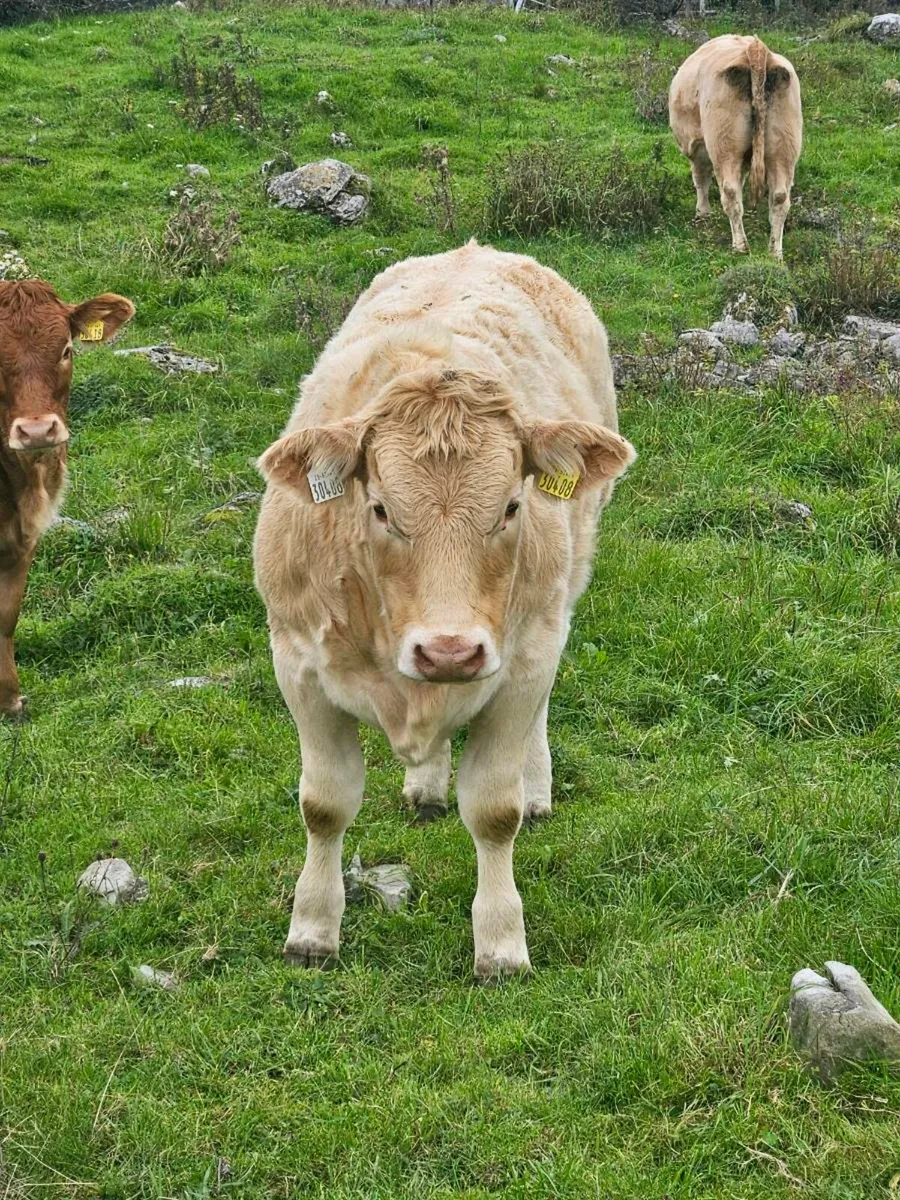 5⭐️weanling heifers for Balla mart 14th October - Image 2