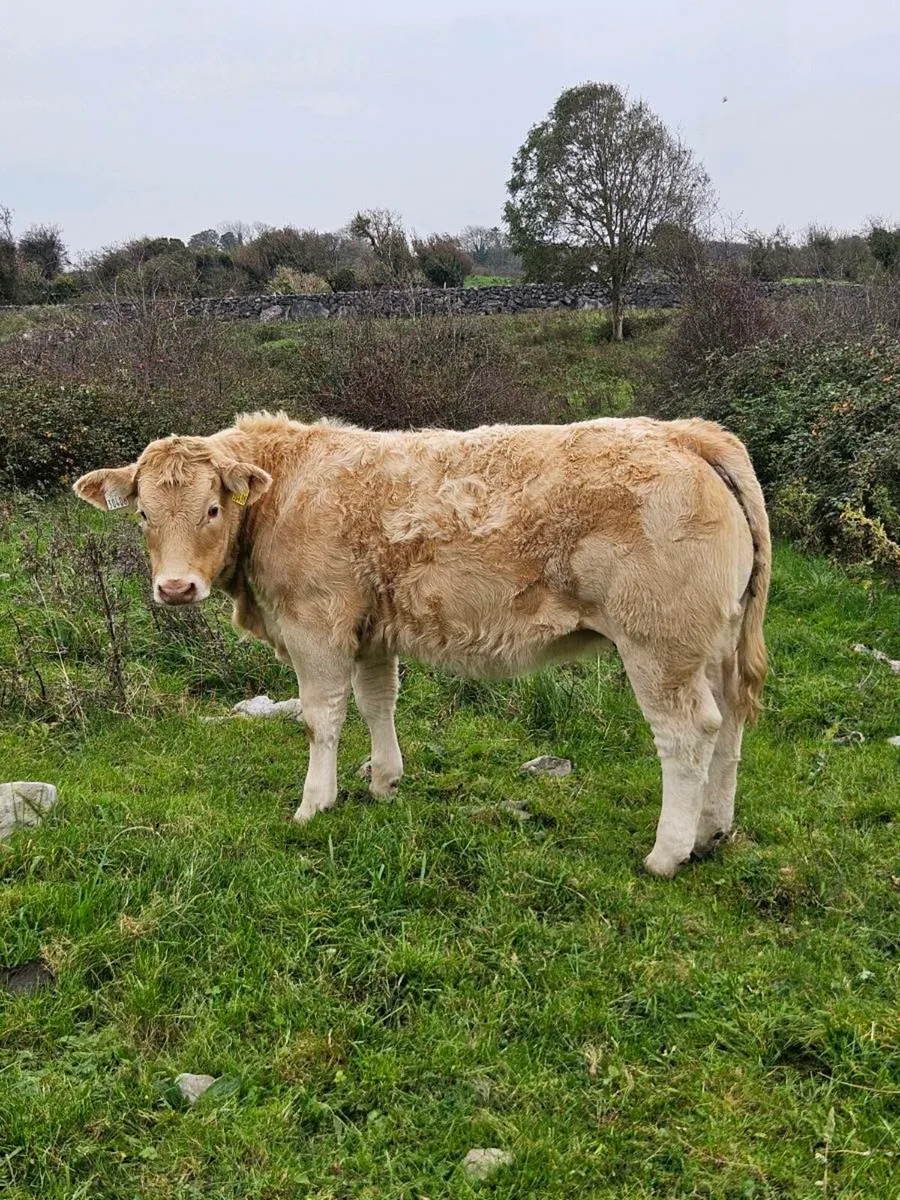 5⭐️weanling heifers for Balla mart 14th October - Image 3