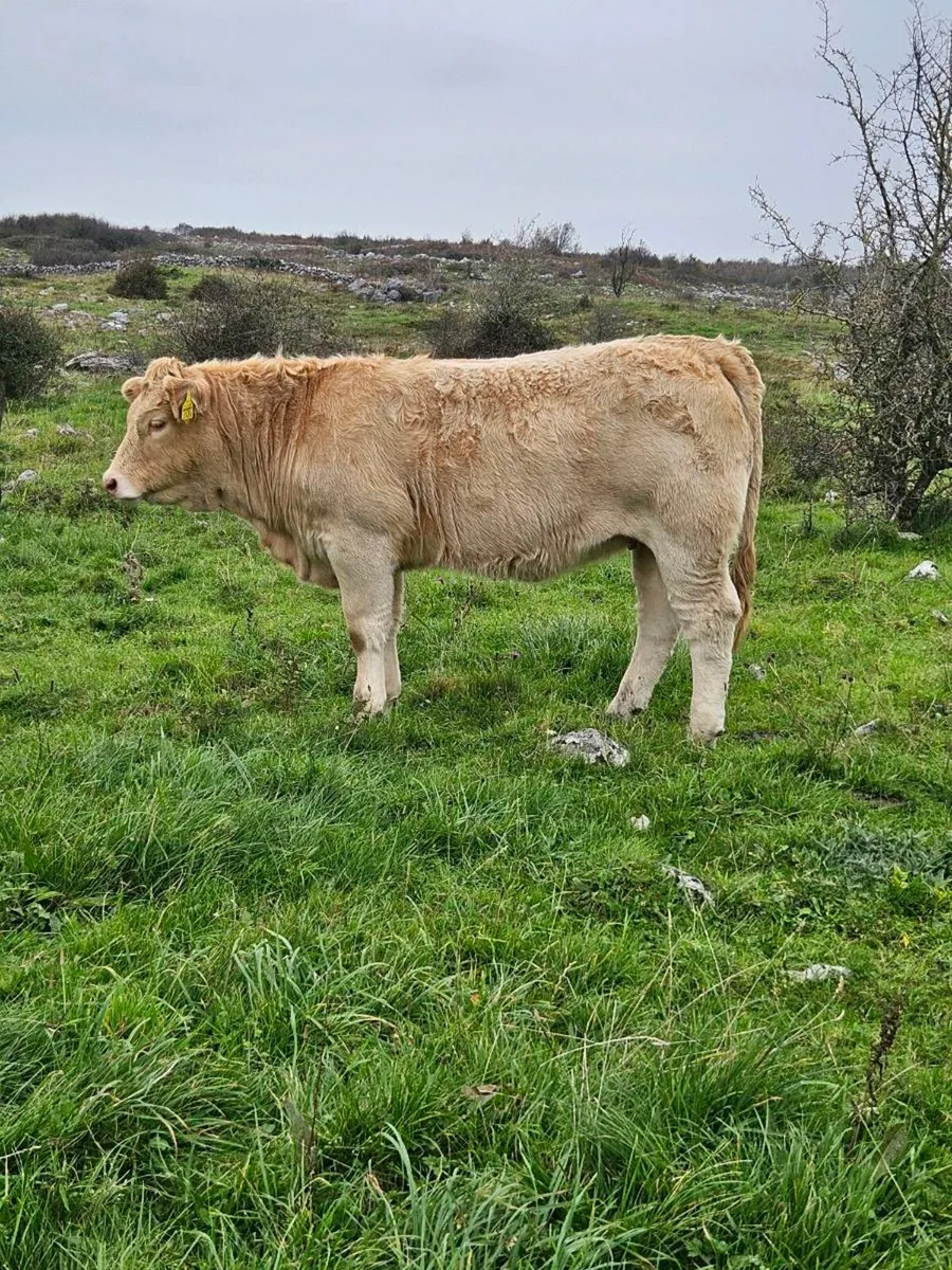 5⭐️weanling heifers for Balla mart 14th October - Image 4