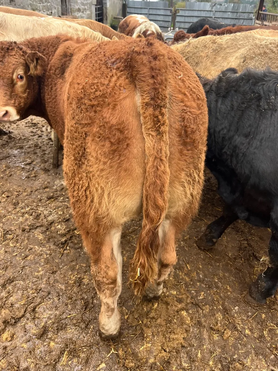 Bull weanlings - Image 3