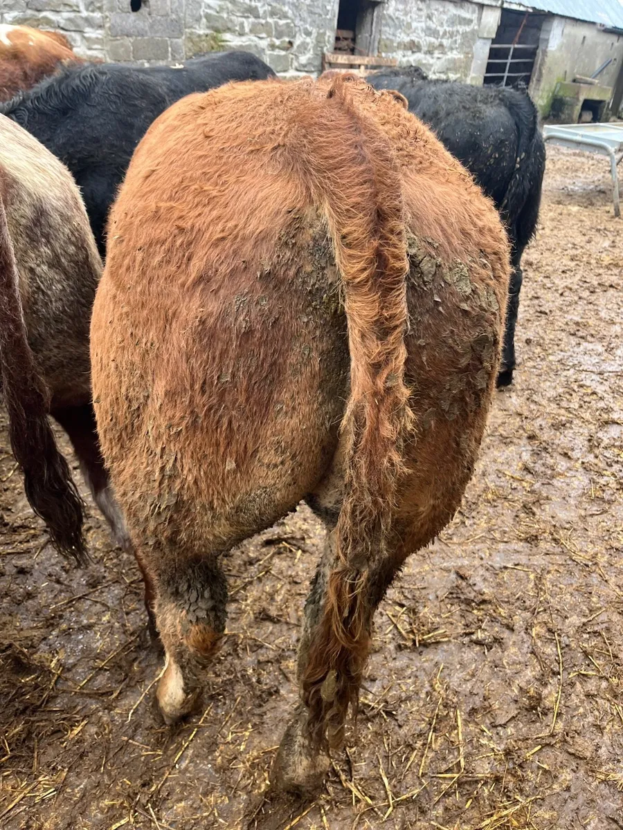 Bull weanlings - Image 4