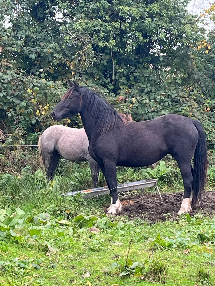 Mare - Image 3