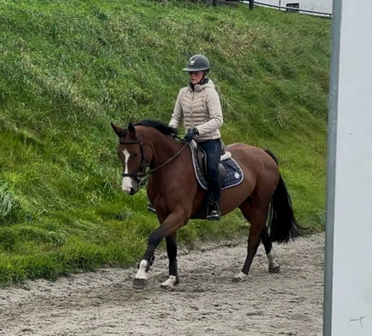148 cm pony - Image 2