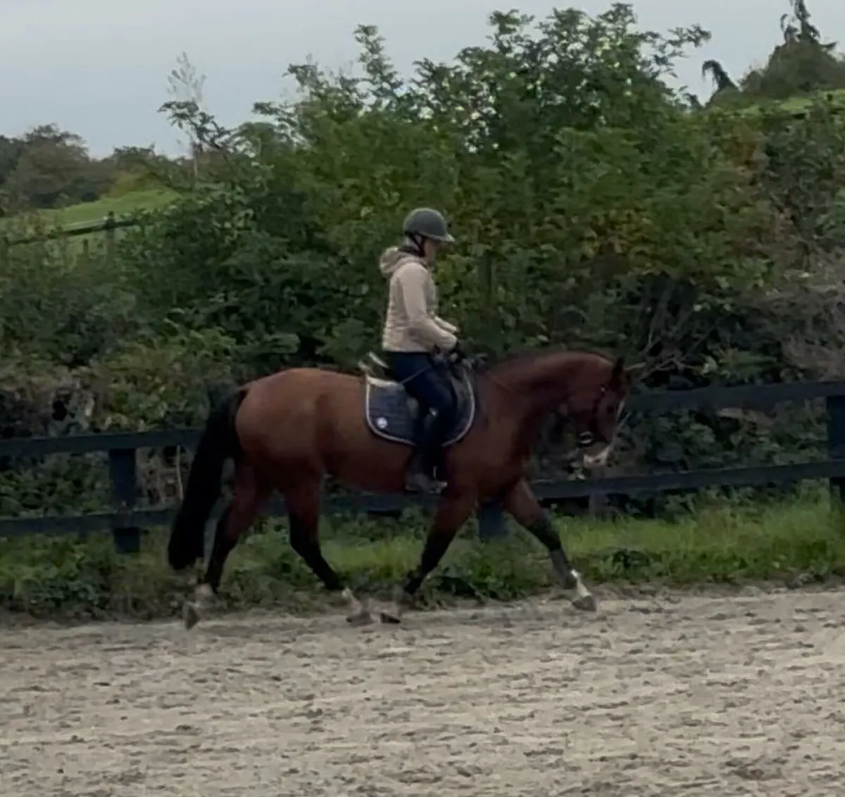 148 cm pony - Image 3