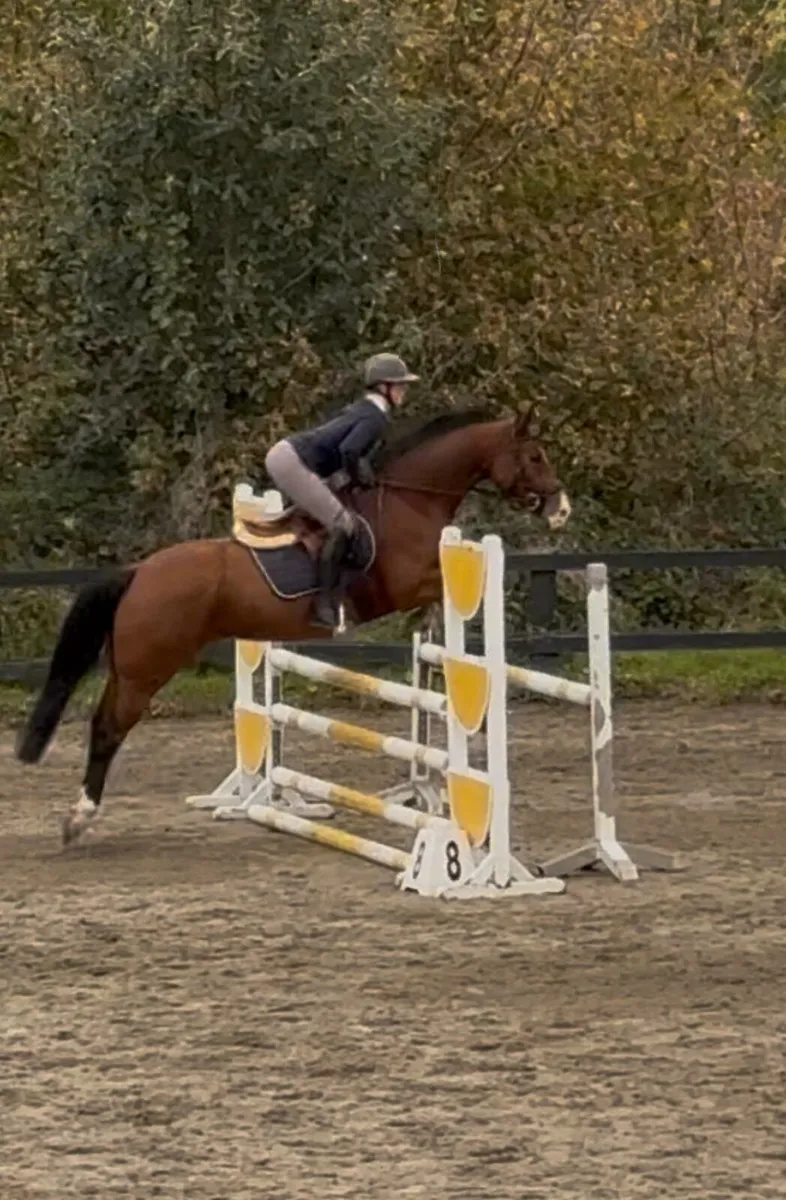148 cm pony - Image 1
