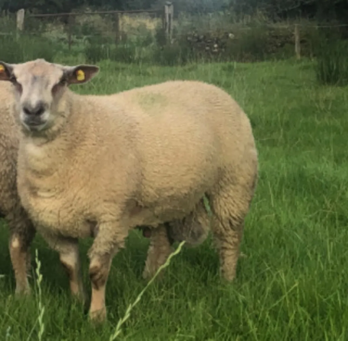 PB Charollais Ram Lamb - Fertility tested