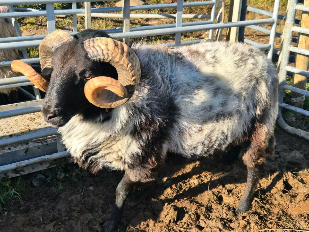 Blackface rams - Image 1