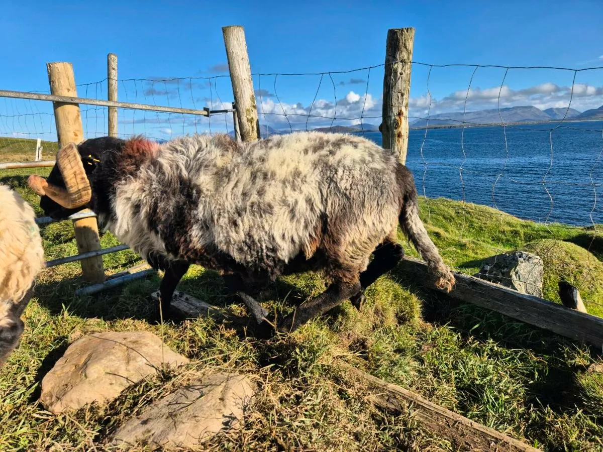 Blackface rams - Image 2