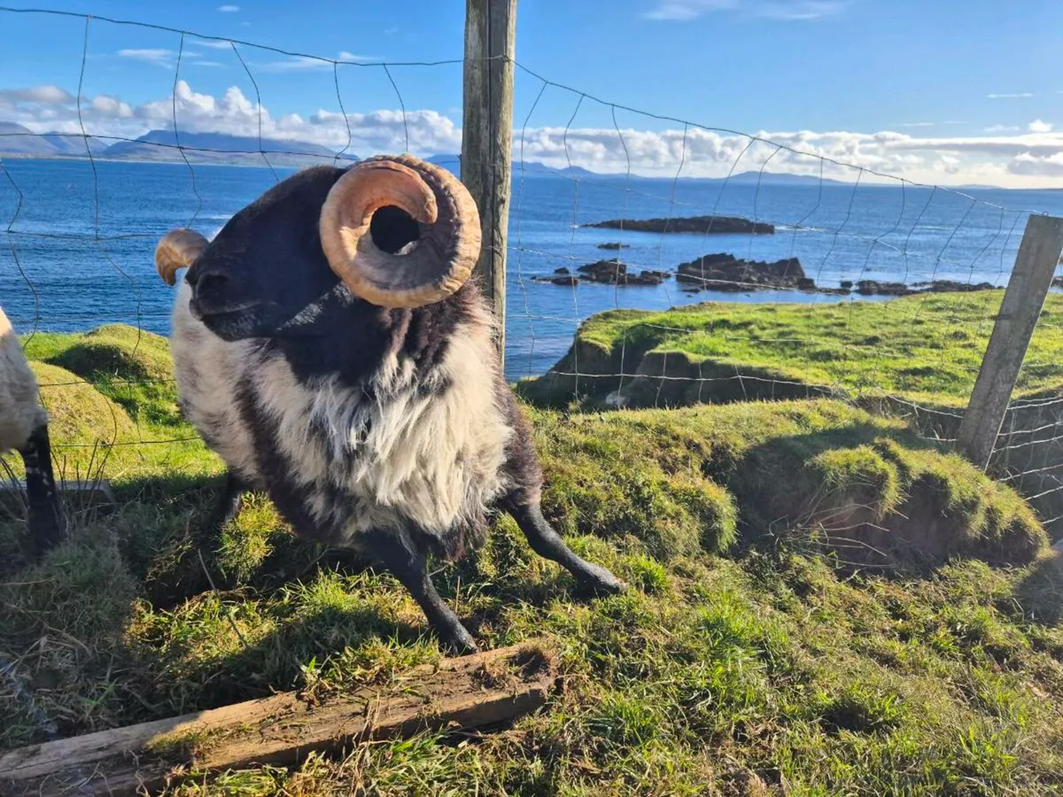 Blackface rams - Image 3