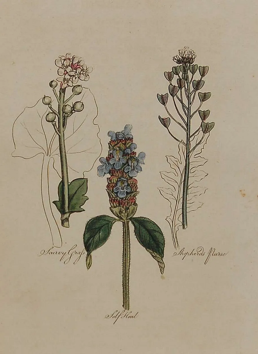 Soft Hand 1812 Antique Botanical Print - Image 1