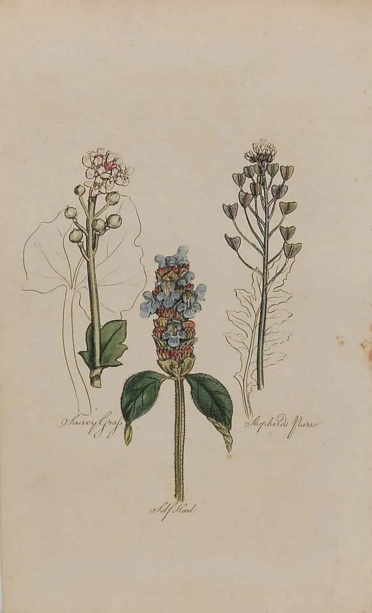 Soft Hand 1812 Antique Botanical Print - Image 2
