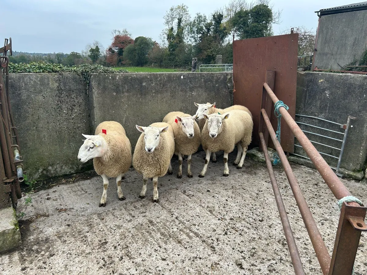 Cheviot Rams - Image 1