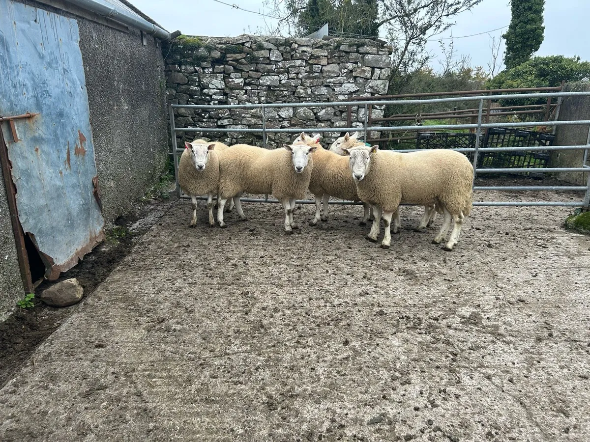 Cheviot Rams - Image 3