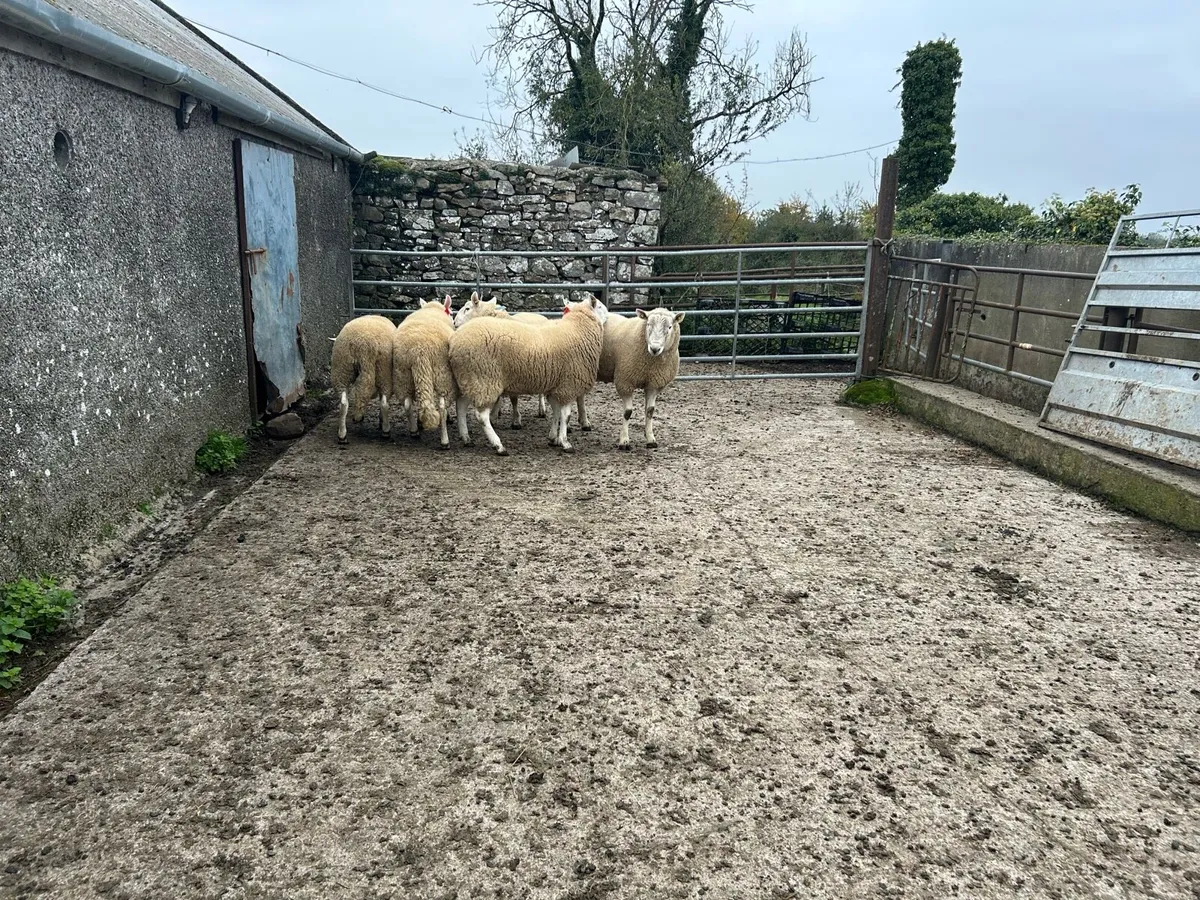 Cheviot Rams - Image 4