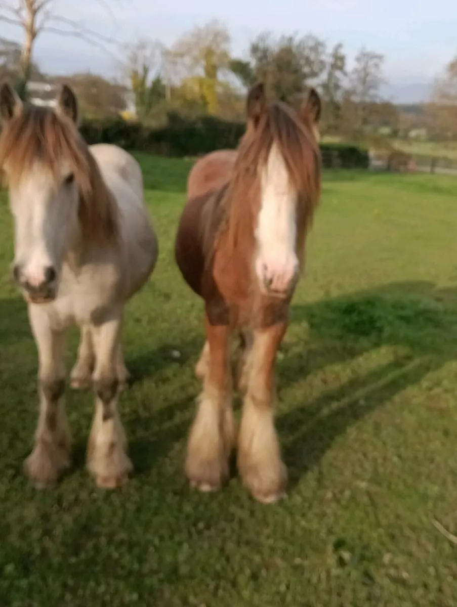 Yearling filly - Image 1
