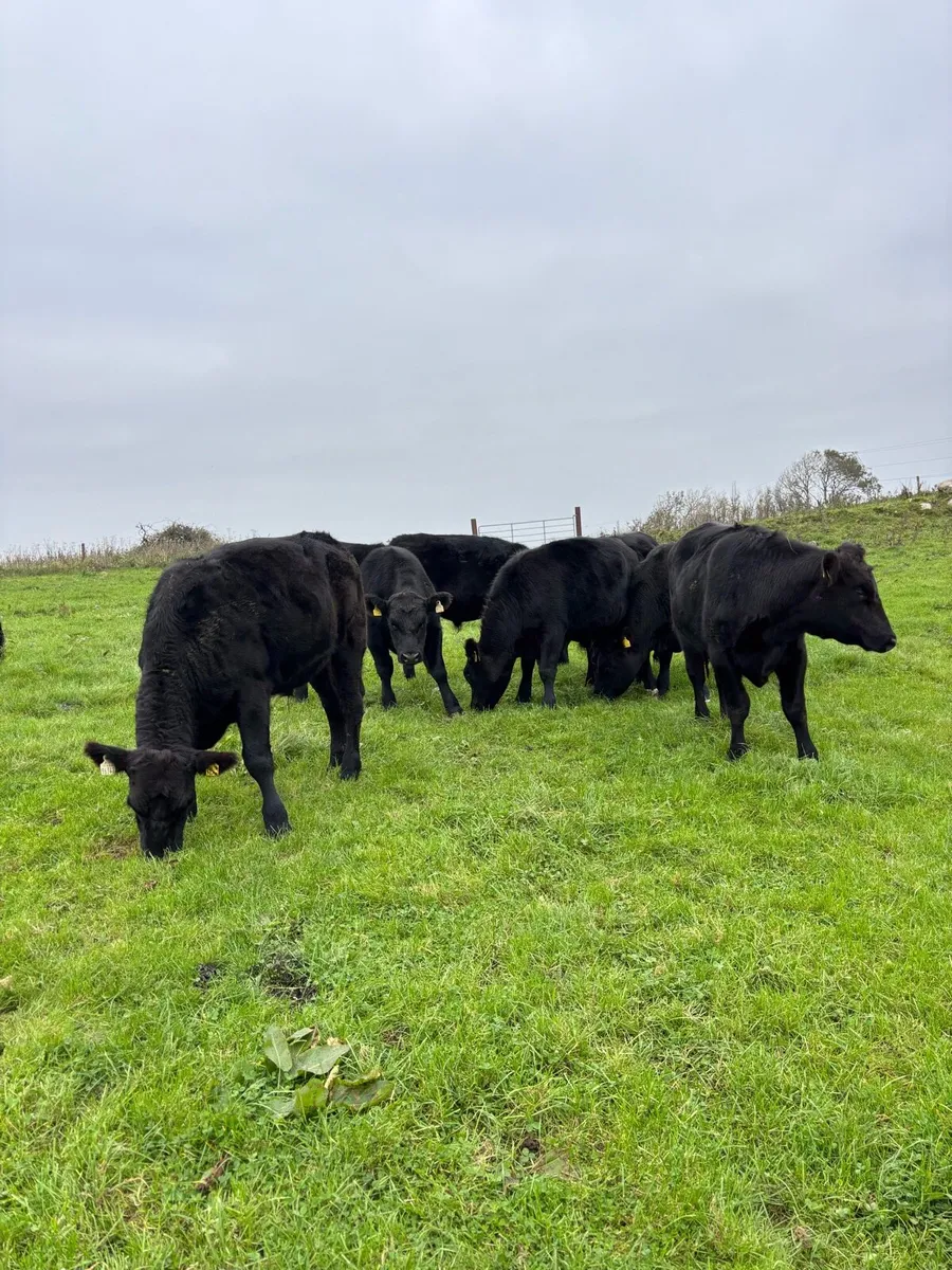 9 Angus Bullocks - Image 1