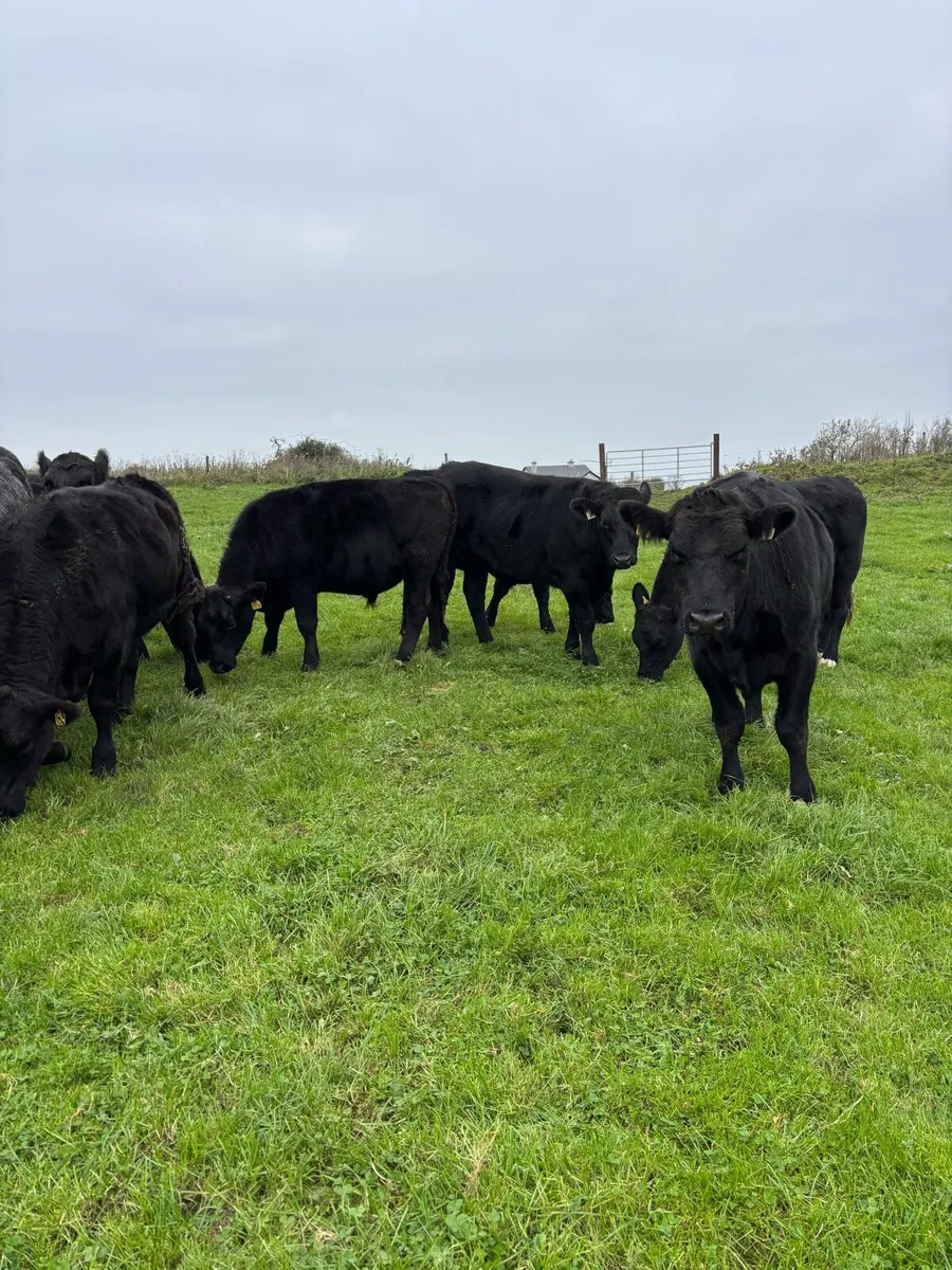 9 Angus Bullocks - Image 2