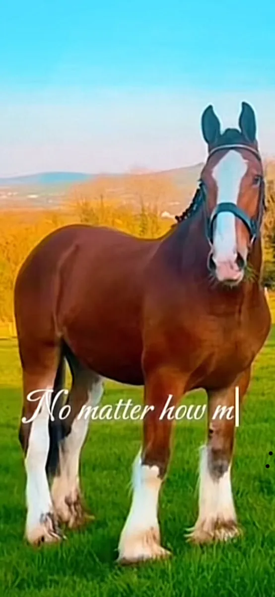 Mare - Image 4