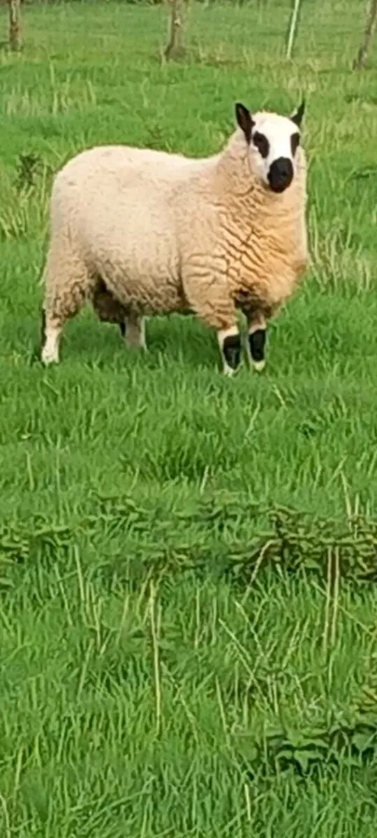 Ram - Image 1