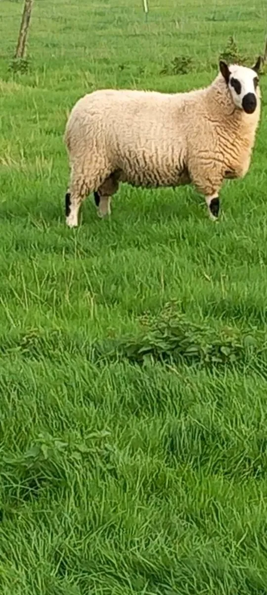Ram - Image 2