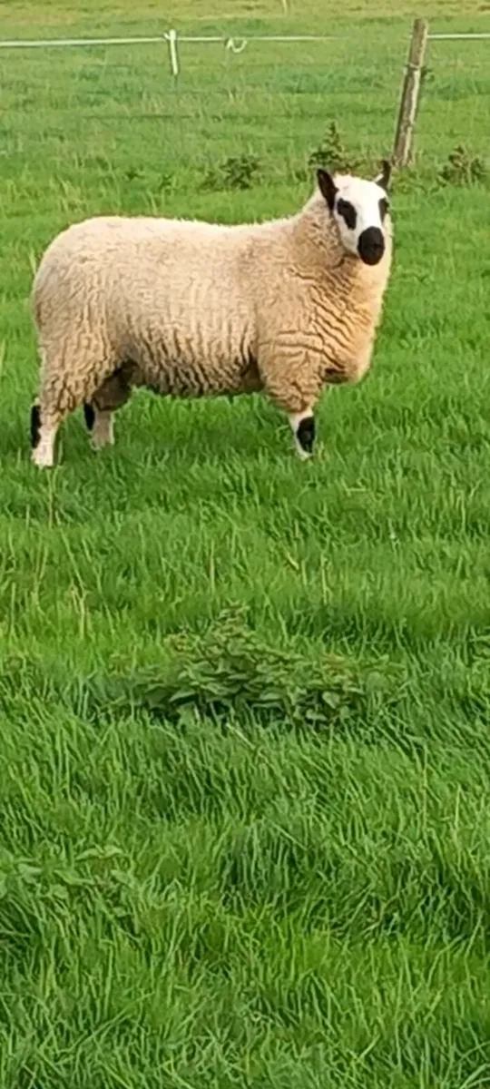Ram - Image 3