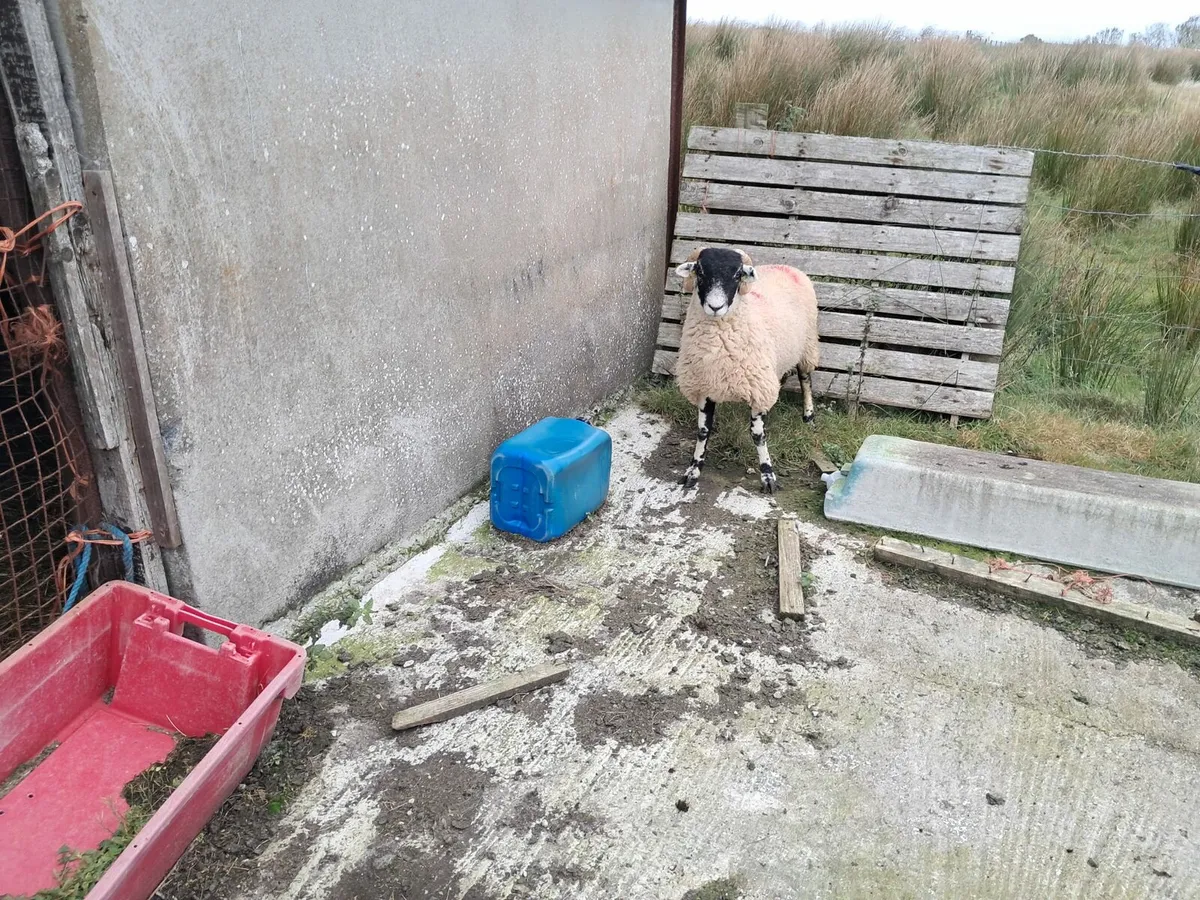 SIS Ram Lambs - Image 3