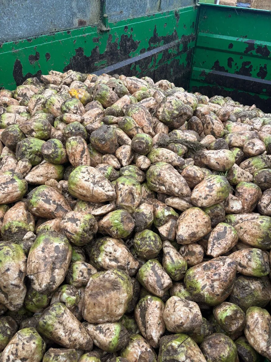 Fodder Beet - Image 2